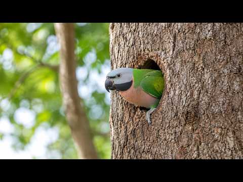 Rose-Breasted Parrots Clean Their Nests to Welcome the Female