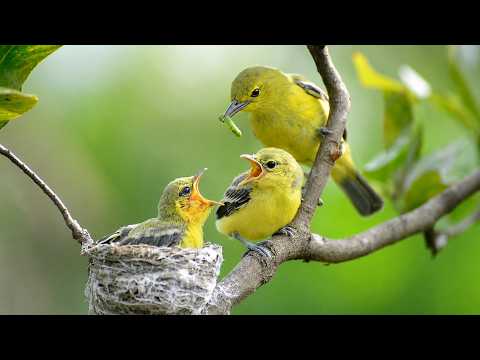 Robin Mom Has To Feed Her Babies 100 Times A Day!