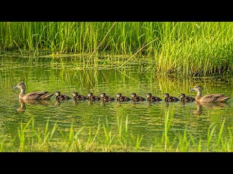 Newly Hatched Ducklings Go Foraging with Their Parents