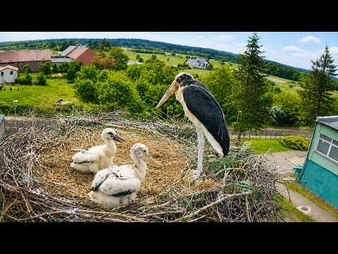 The Secret Life of a Lesser Adjutant Family