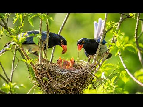 Red-billed Blue Magpie Parents Diligently Search for Food to Feed Their Four Chicks