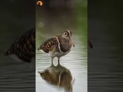 The large-flowered mutator, or mutator, lives in swamps in Africa, India, Pakistan, and Southeast