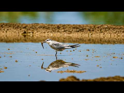 Swallows Forage Alone #birds
