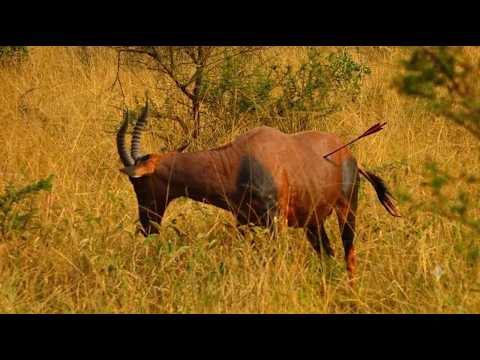 Topi was Hit by a Hunter’s Arrow