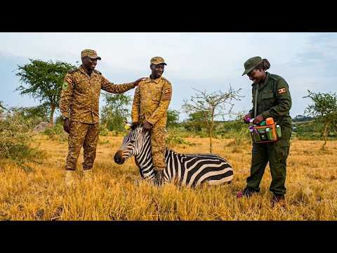 What are They Doing With this Zebra!