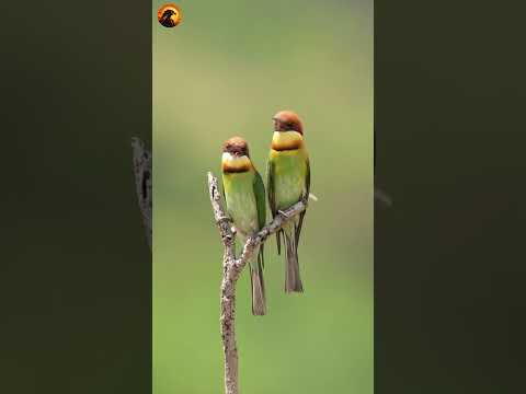 Bird breeding season  #birds #wildlife