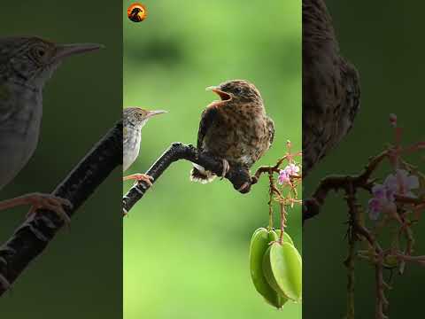 Raising Someone Else’s Chicks  #birds #nest #wildlife