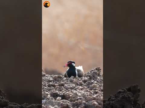 Strange bird species incubates its eggs underground #birds #nest