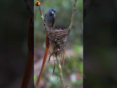 Birds of Craising their young  #birds #vibrantbirds #nest #wildlife