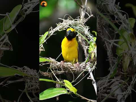 Asian golden weaver nests #birds #nest #wildlife