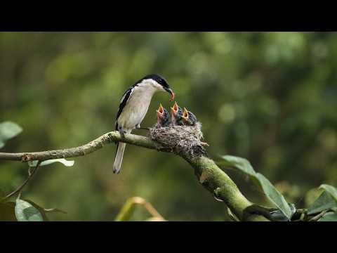 The Minivet Bird Protects its Nest