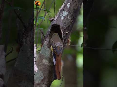 Birds build nests in tree hollows  #birds #vibrantbirds
