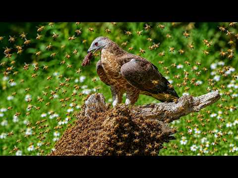 Honey Buzzards Feast on Honeybee