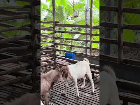 goat farm #goat  #farming