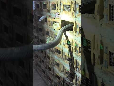 Snake farm #snake
