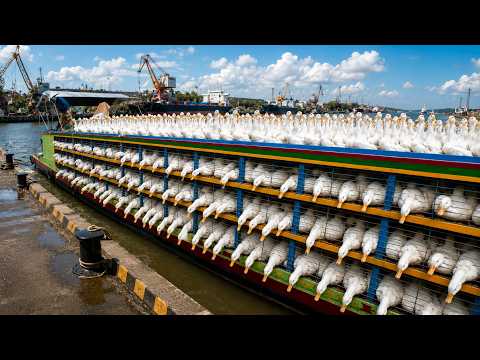 Transporting Thousands of Ducks This Way – Free Range Duck Farm | Farming Documentary
