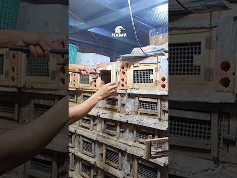 Snake farm #snake
