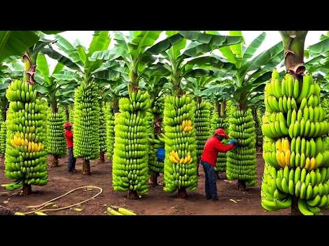 Transporting 100.3M Tons of Bananas This Way – Grows and Harvest Agricultural | Farming Documentary