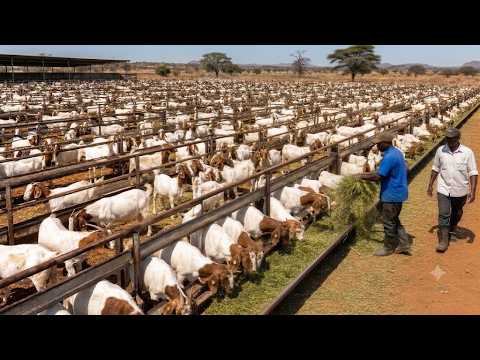 Goat Farm – How to Raise Goats for Meat | Farming Documentary