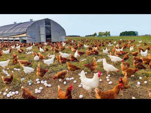 Chicken Eggs – How To Raising Millions of Free Range Chicken For Eggs and Meat – Farming Documentary