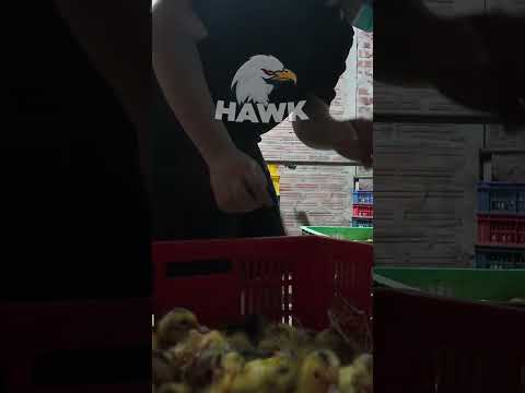 duck hatching  #farmingdocumentary #duck