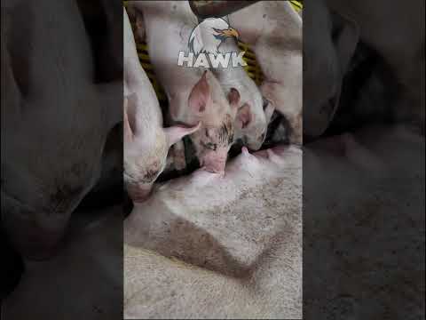 pig farm #pigfarming