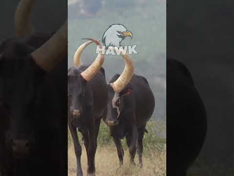longhorn cattle #farmingdocumentary #cow