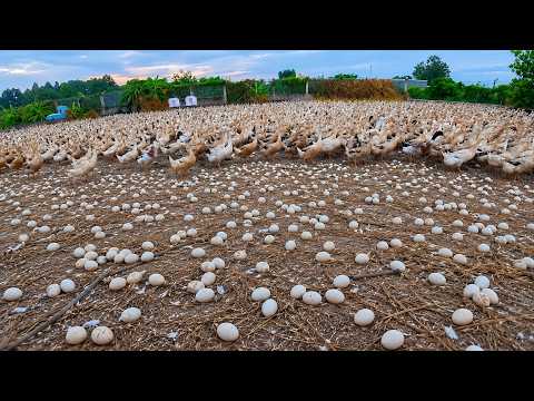 Harvesting 1,3M of Duck Eggs – Raising Ducks Freely in Rice Fields | Farming Documentary
