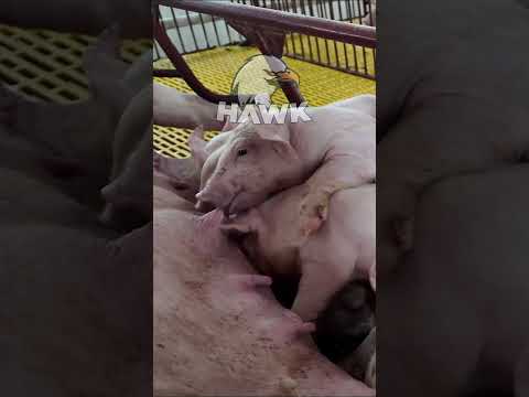 pig farm #pigfarming #farmingdocumentary