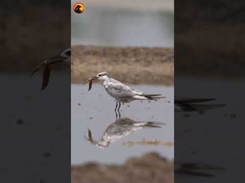 birds go foraging for food #birds