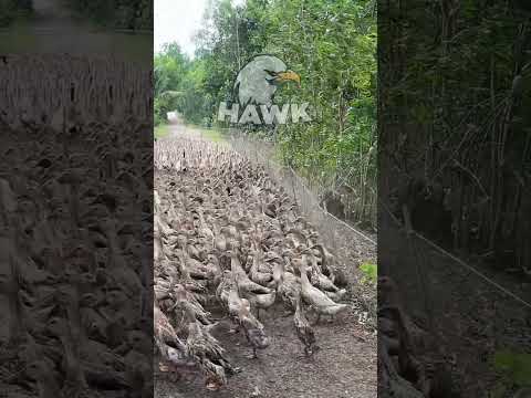 Duck Farming  #farmingdocumentary