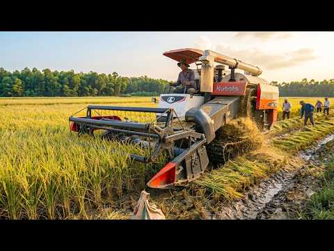 Rice Planting and Harvesting Process | Farming Technology