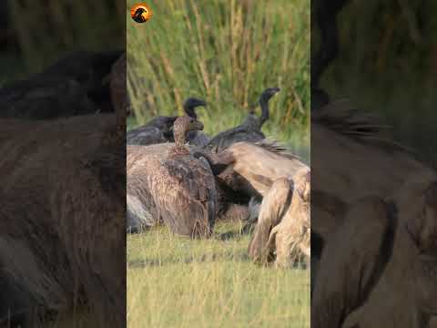 Vultures and their meal #shorts