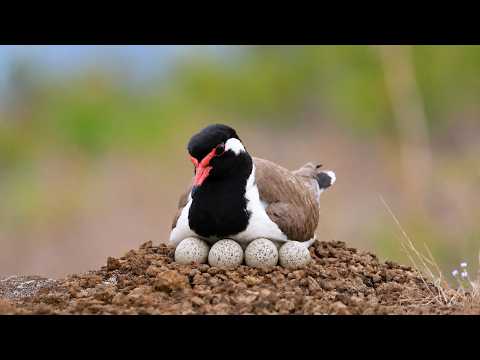 This Bird Lays Its Eggs on the Ground — But Why?