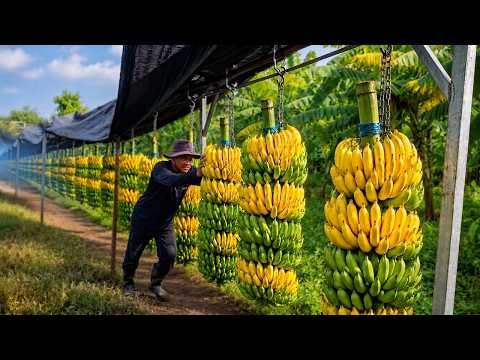 136 Million Tons of Bananas Are Harvested and Processed This Way | Farming Documentary