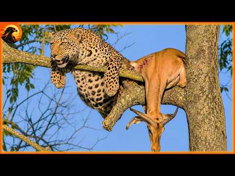 Only the Strongest Predators Will Survive | FULL EPISODE 4K – Animal Discovery
