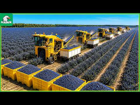 55 America’s Blueberry Harvest – How Farmers Pull 660 Million Pounds Out of Barren Soil