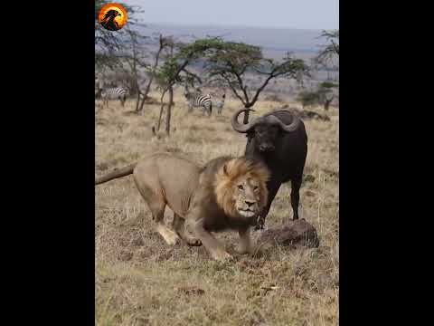 lion vs buffalo