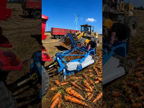 Harvesting Carrots 🥕 #farmingtechnology #shorts