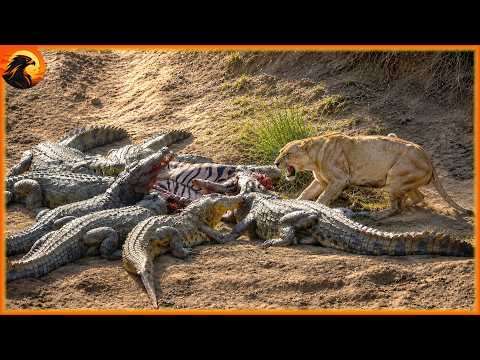 Mara River – Lions & Crocodile Fight Over Meal | Animal Discovery