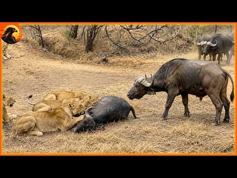 AFRICAN SAVANNAH – Born Into The Kingdom of Lions | Animal Discovery
