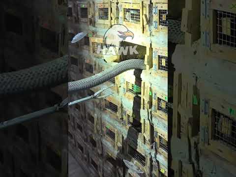 Cobra Snake #snake #farmingdocumentary