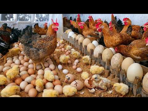 Raising Chickens For Eggs – Collecting Chicken Eggs | Farming Documentary