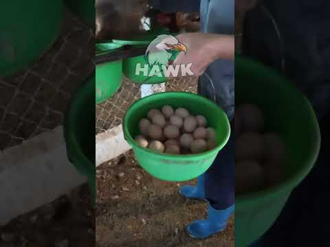 Harvesting Chicken Eggs #chickenfarming  #farmingdocumentary