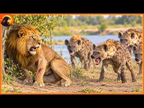 Wild African Savannah – Clash of the Titans: Lion vs Hyena | Animal Discovery