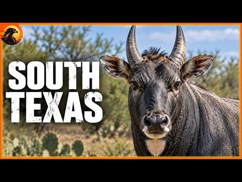 SOUTH TEXAS – The Giant Antelope Taking Over Texas | Animal Discovery