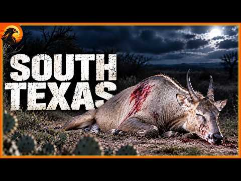 SOUTH TEXAS – Biologist Finally Found What’s Hunting The Nilgai | Animal Discovery