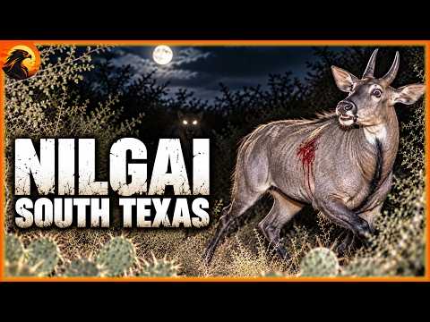 TEXAS BRUSH COUNTRY – What’s Hunting the Nilgai? | Animal Discovery