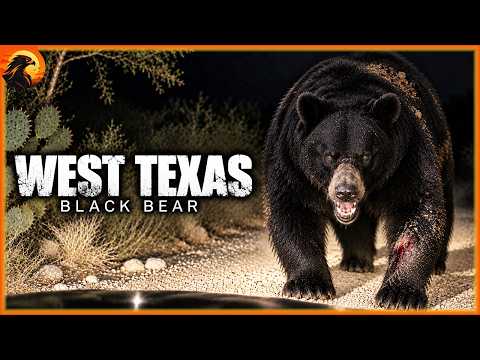 Biologist Found What’s Hunting the Black Bear in Texas | Animal Discovery