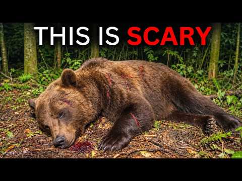 Biologists Finally Know What’s Hunting Yellowstone’s Grizzlies — More Dangerous Than You Think